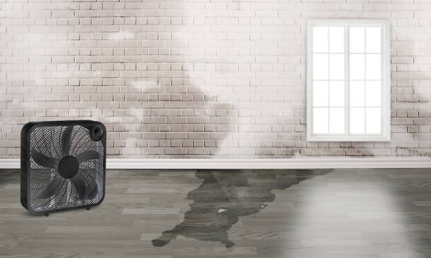 Best Water damage restoration near me  in Tonopah, NV